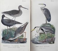 Johann Friedrich Naumann   Johann Andreas Naumanns Naturgeschichte der Vogel Deutschlands-3